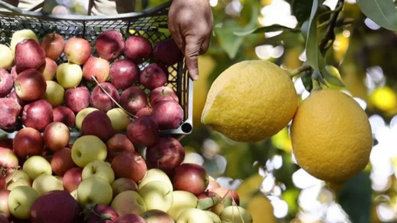 Foto - Kilosu 100 lirayı geçmişti! Limonla ilgili flaş karar