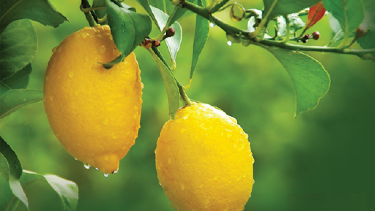 Foto - Kilosu 100 lirayı geçmişti! Limonla ilgili flaş karar