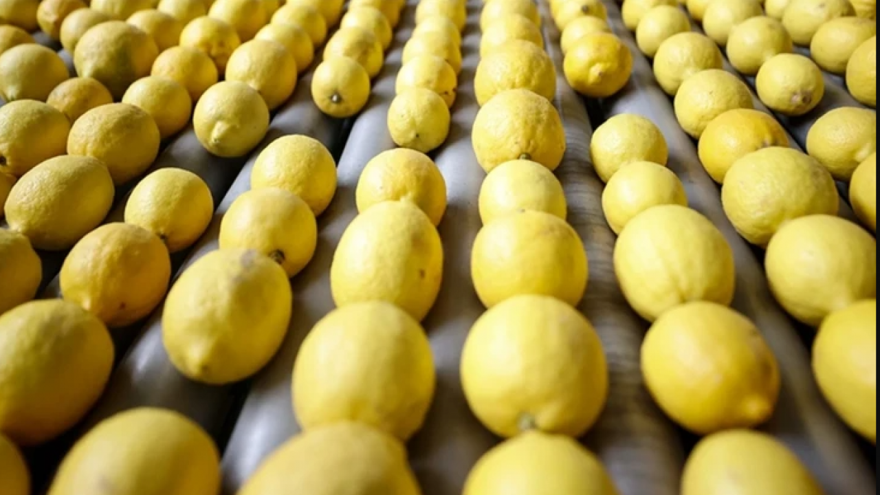 Foto - Kilosu 100 lirayı geçmişti! Limonla ilgili flaş karar