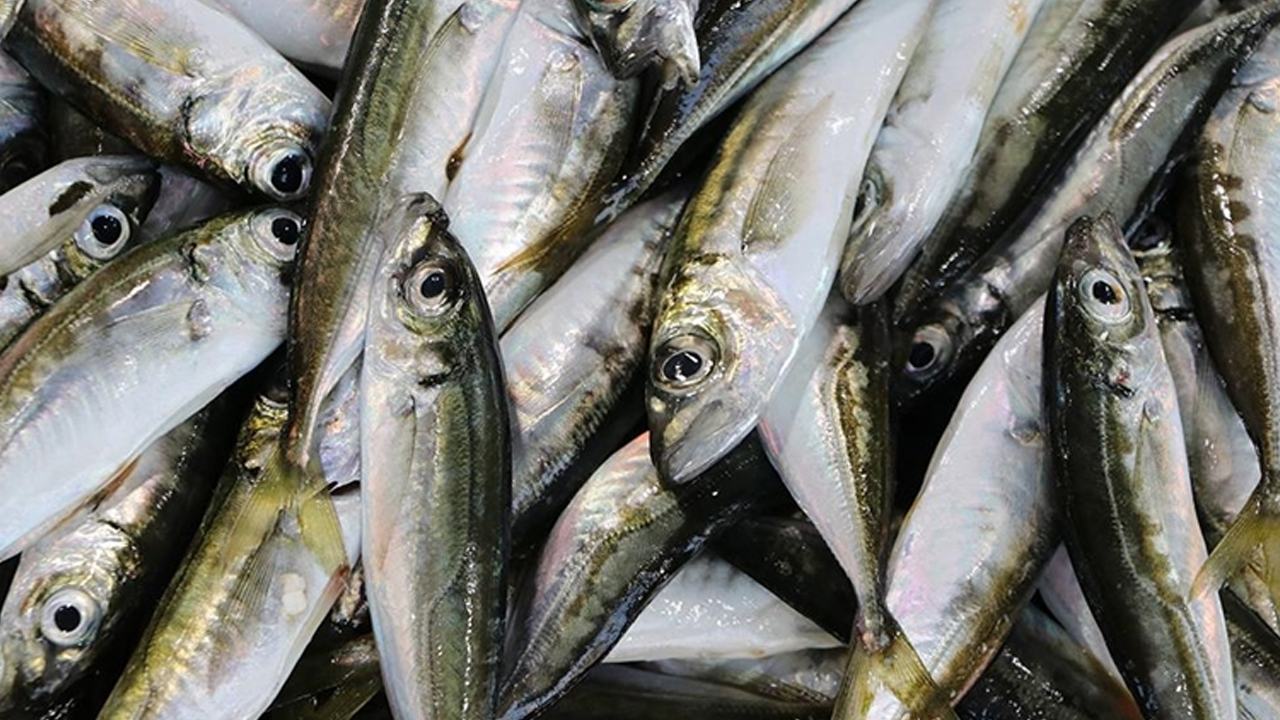 Balık şifa dolu, derisini sakın çöpe atmayın! Hafızayı güçlendiriyor, kalbi koruyor