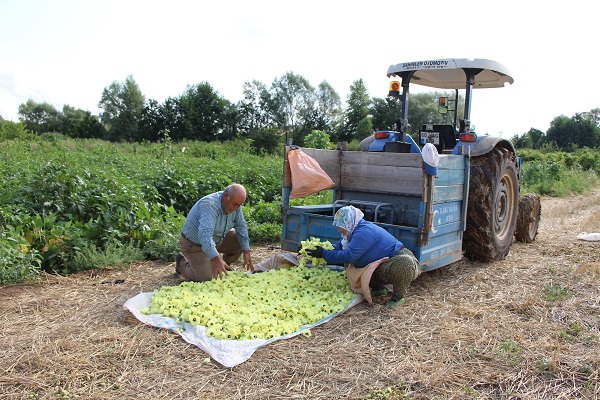 Foto - Kilosu 1000 TL! Altından daha kolay satılıyor