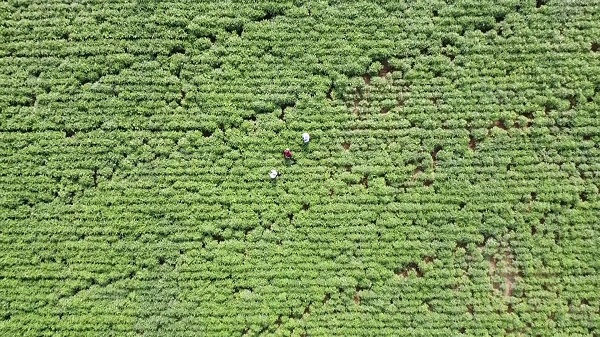 Foto - Kilosu 1000 TL! Altından daha kolay satılıyor