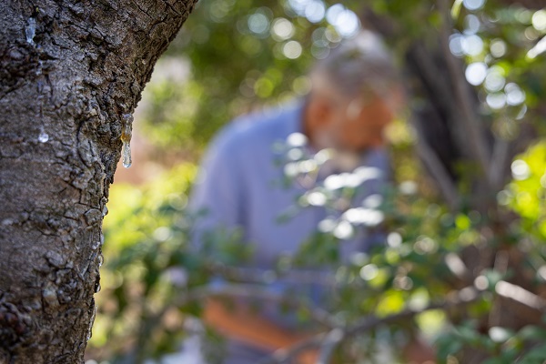 Foto - Kilosu 12 bin lira! Çeşme, Yunanistan'ı tahttan indirmeye aday