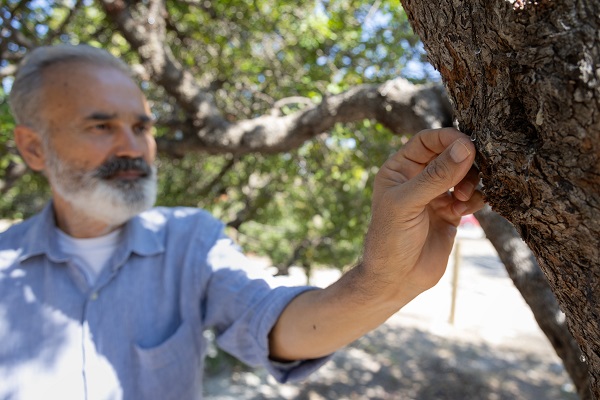 Foto - Kilosu 12 bin lira! Çeşme, Yunanistan'ı tahttan indirmeye aday