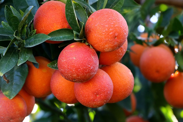 Foto - Kilosu 12 lira, yurt dışından talep yoğun! Bu portakaldan kan damlıyor