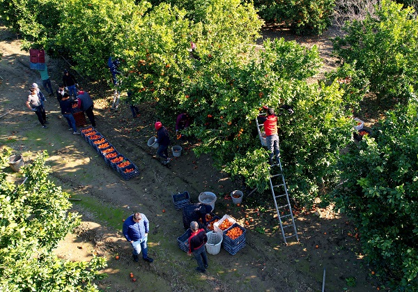 Foto - Kilosu 12 lira, yurt dışından talep yoğun! Bu portakaldan kan damlıyor