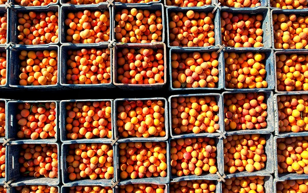 Foto - Kilosu 12 lira, yurt dışından talep yoğun! Bu portakaldan kan damlıyor