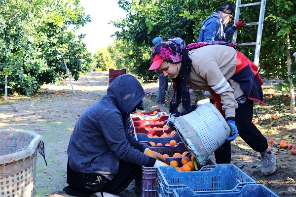 Foto - Kilosu 12 lira, yurt dışından talep yoğun! Bu portakaldan kan damlıyor