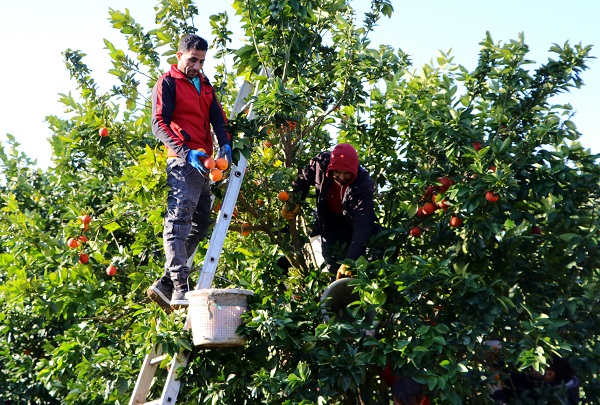 Foto - Kilosu 12 lira, yurt dışından talep yoğun! Bu portakaldan kan damlıyor