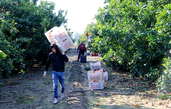 Foto - Kilosu 12 lira, yurt dışından talep yoğun! Bu portakaldan kan damlıyor