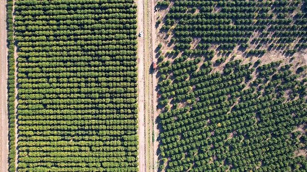Foto - Kilosu 12 lira, yurt dışından talep yoğun! Bu portakaldan kan damlıyor
