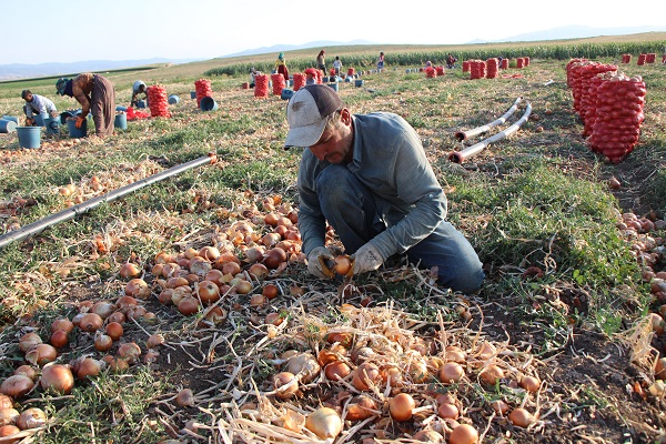 Foto - Kilosu 14 liradan 4 liraya düştü