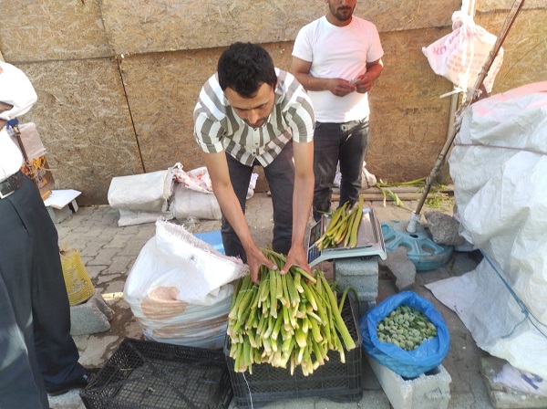 Foto - Kilosu 150 TL! Kapış kapış gidiyor