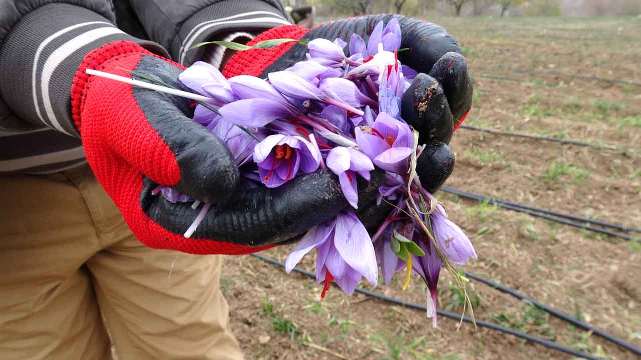 Kilosu 2 bin 500 liraya kadar çıkıyor: Talep çok ürün yok