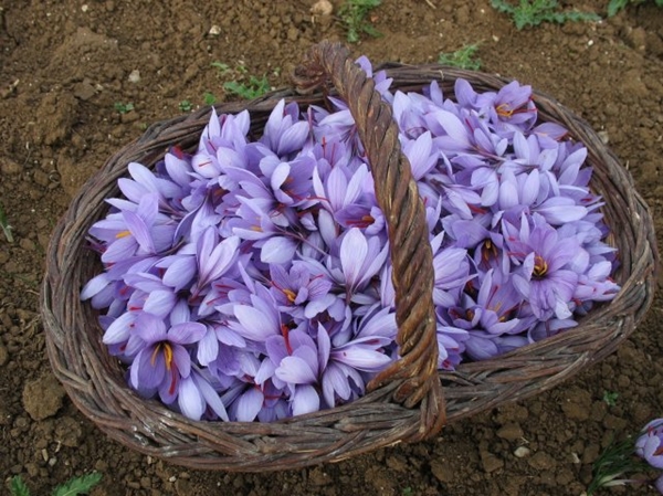 Foto - Kilosu 20 bin TL!