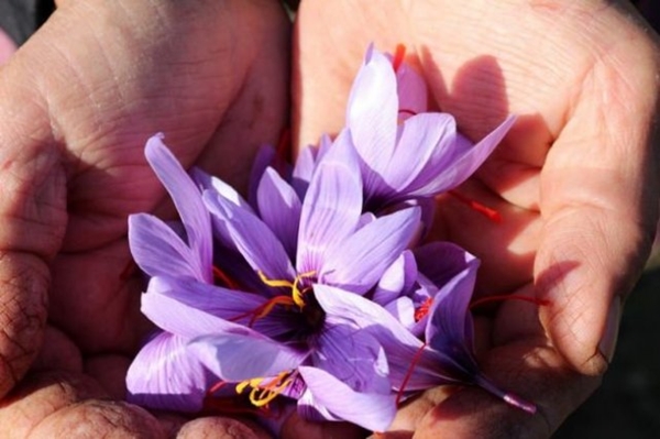 Foto - Kilosu 20 bin TL!