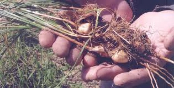 Foto - Kilosu 20 bin TL!