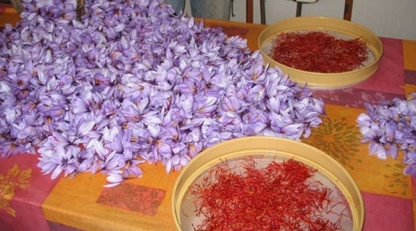 Foto - Kilosu 20 bin TL!