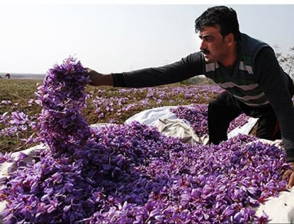 Foto - Kilosu 20 bin TL!