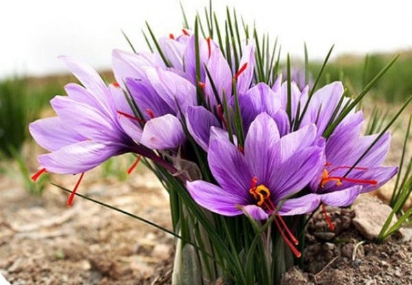 Foto - Kilosu 20 bin TL!