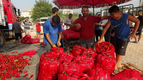 Foto - Kilosu 20 TL! Meşakkatli salça yolculuğu başladı