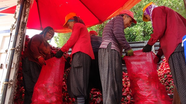 Foto - Kilosu 20 TL! Meşakkatli salça yolculuğu başladı