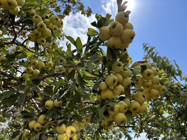 Foto - Kilosu 200 TL! Tam bir şifa kaynağı