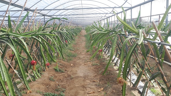 Foto - Kilosu 200 TL'ye satılıyor! Küresel ısınmayı bakın nasıl fırsata çevirdiler