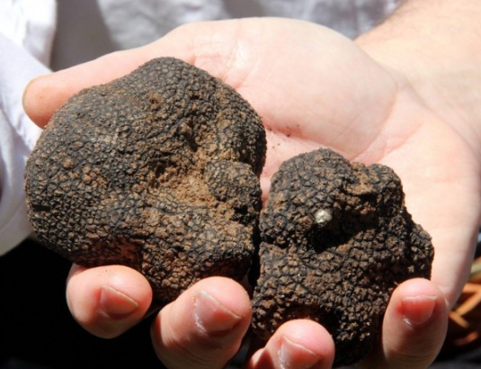 Foto - Kilosu 3 bin euro’ya satılıyor! Radar köpekleri ile aranıyor