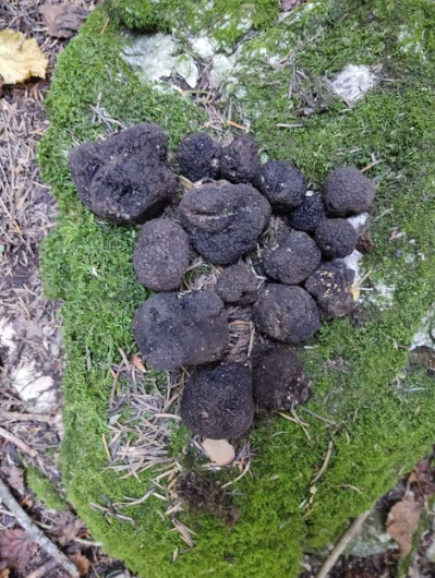 Foto - Kilosu 3 bin euro’ya satılıyor! Radar köpekleri ile aranıyor