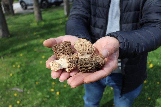 Foto - Kilosu 3 bin lira! Ormanda kilolarca bulup sevinçten oynamaya başladılar