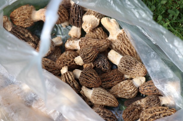 Foto - Kilosu 3 bin lira! Ormanda kilolarca bulup sevinçten oynamaya başladılar