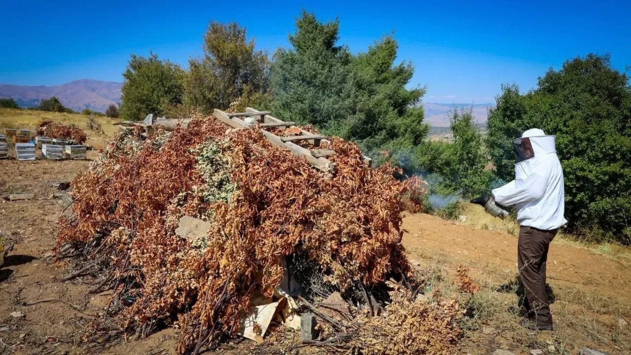 Foto - Kilosu 3 bin liradan kapış kapış gidiyor! Malatya’daki eşsiz lezzet, gram altınla yarışıyor