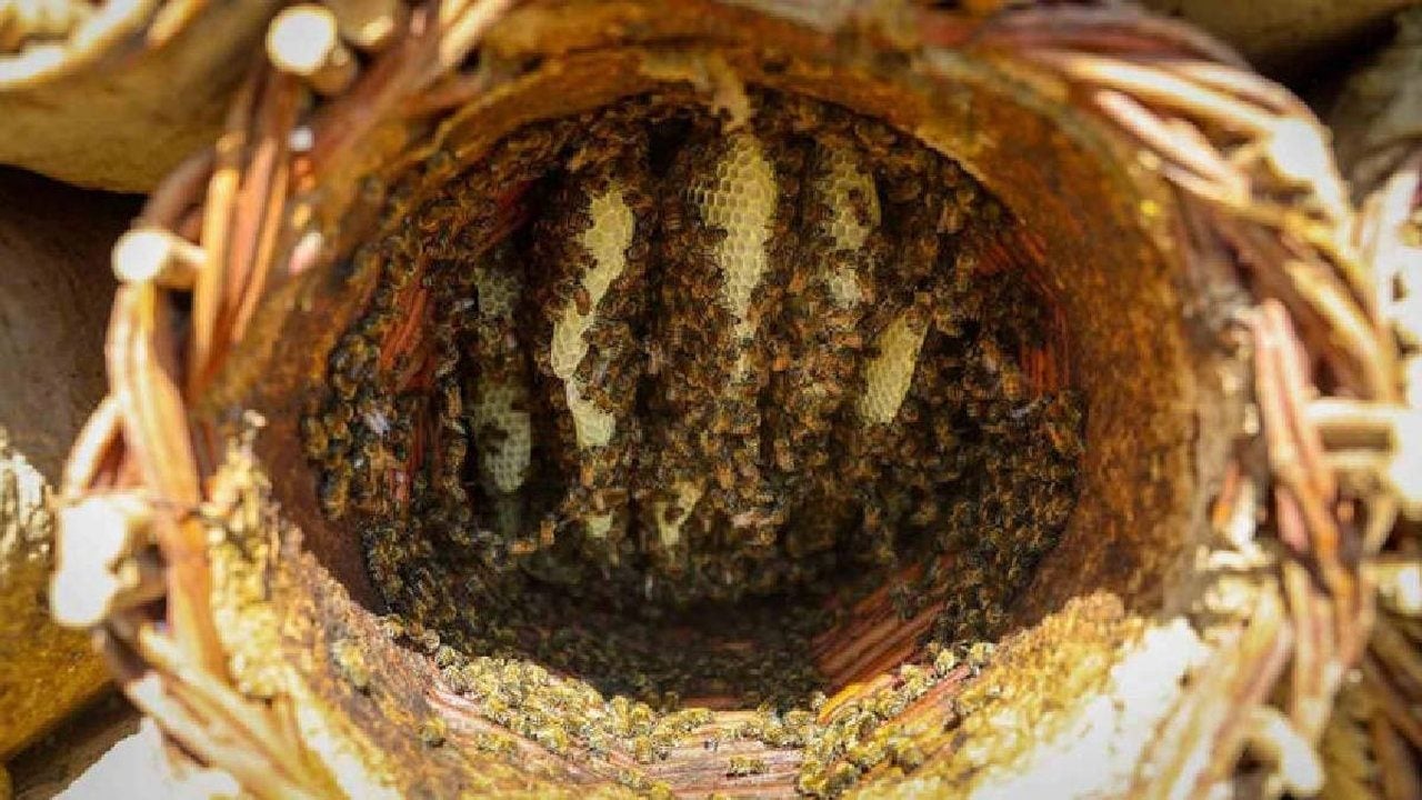 Foto - Kilosu 3 bin liradan kapış kapış gidiyor! Malatya’daki eşsiz lezzet, gram altınla yarışıyor