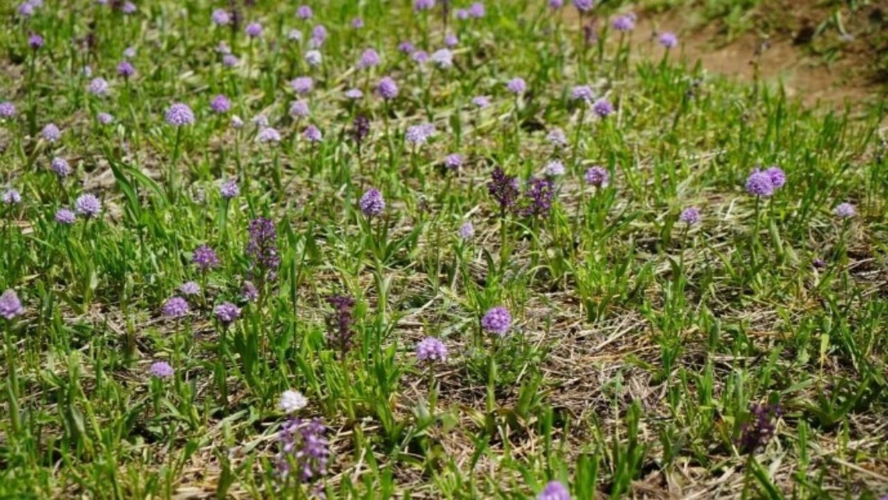 Foto - Kilosu 3 bin TL’den satılıyor! ‘Topraktan çıkarılan altın' üreticisini mutlu etti