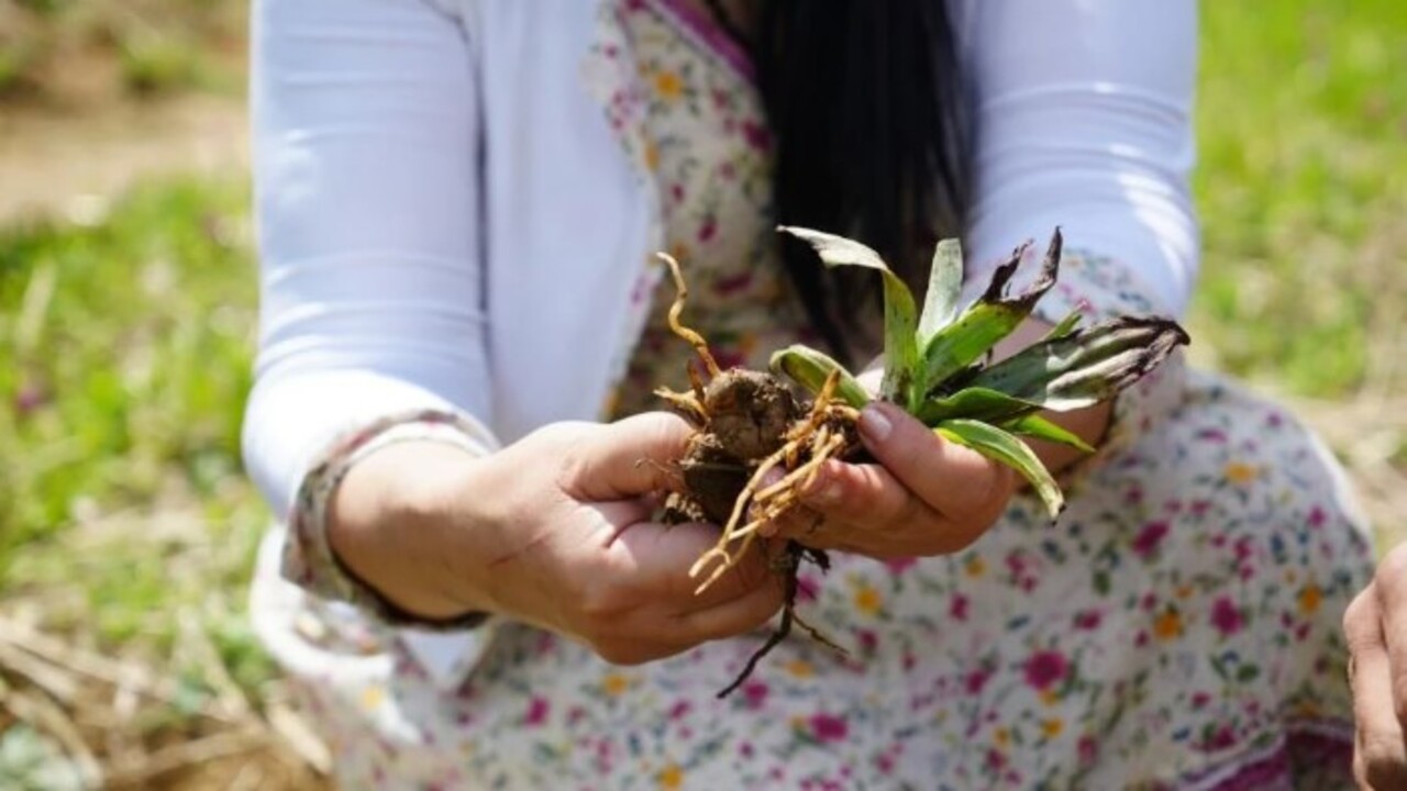 Foto - Kilosu 3 bin TL’den satılıyor! ‘Topraktan çıkarılan altın' üreticisini mutlu etti
