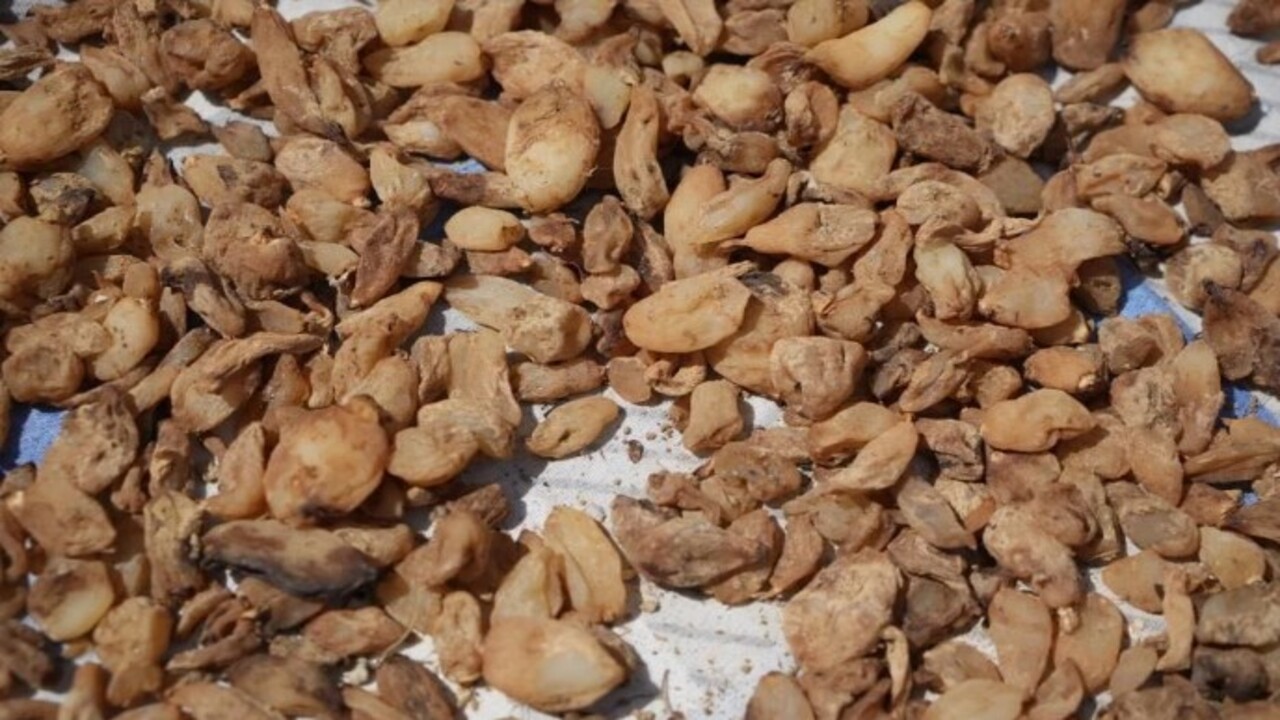 Foto - Kilosu 3 bin TL’den satılıyor! ‘Topraktan çıkarılan altın' üreticisini mutlu etti