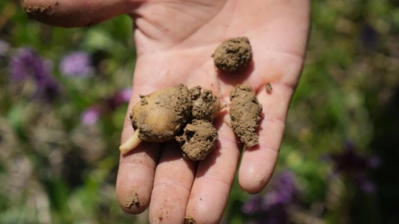 Kilosu 3 bin TL’den satılıyor! ‘Topraktan çıkarılan altın' üreticisini mutlu etti