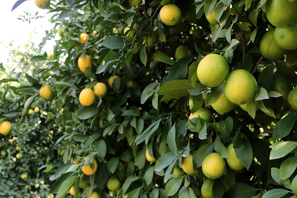 Kilosu 30 kuruşa düştü! 