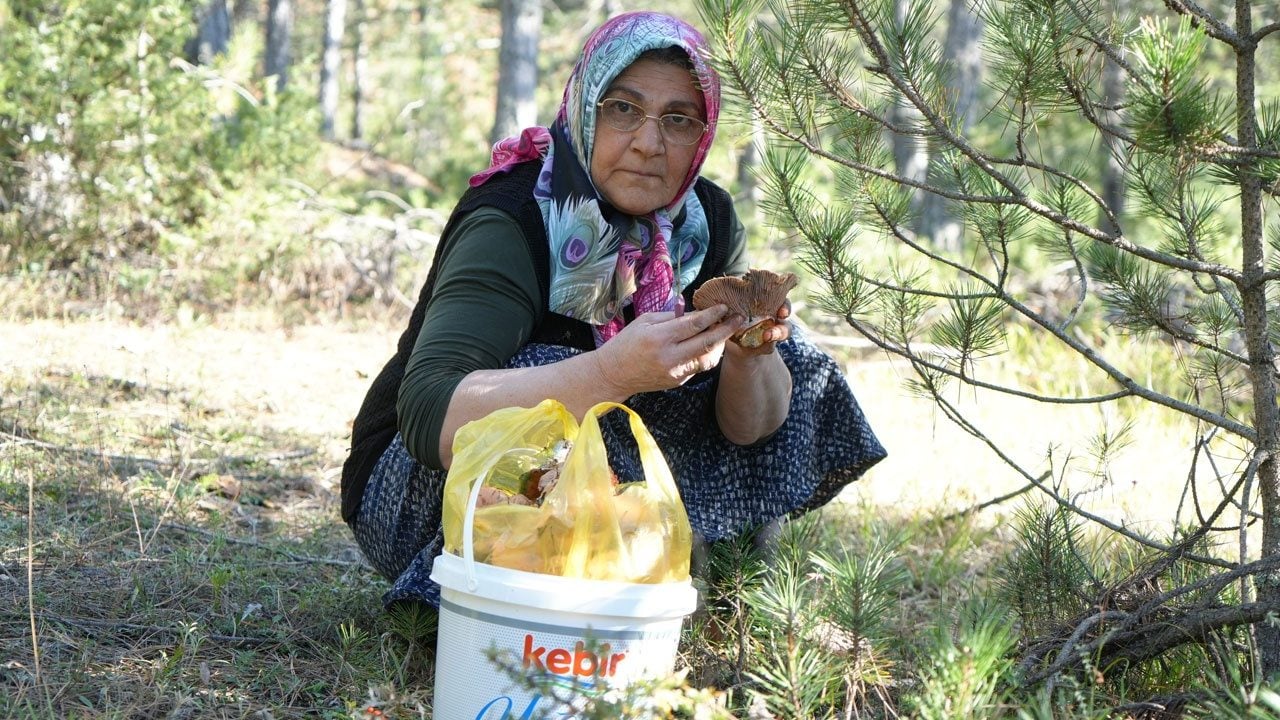 Foto - Kilosu 400 liradan 50 liraya kadar düştü! Ormanlara akın edip kovalarca topluyorlar