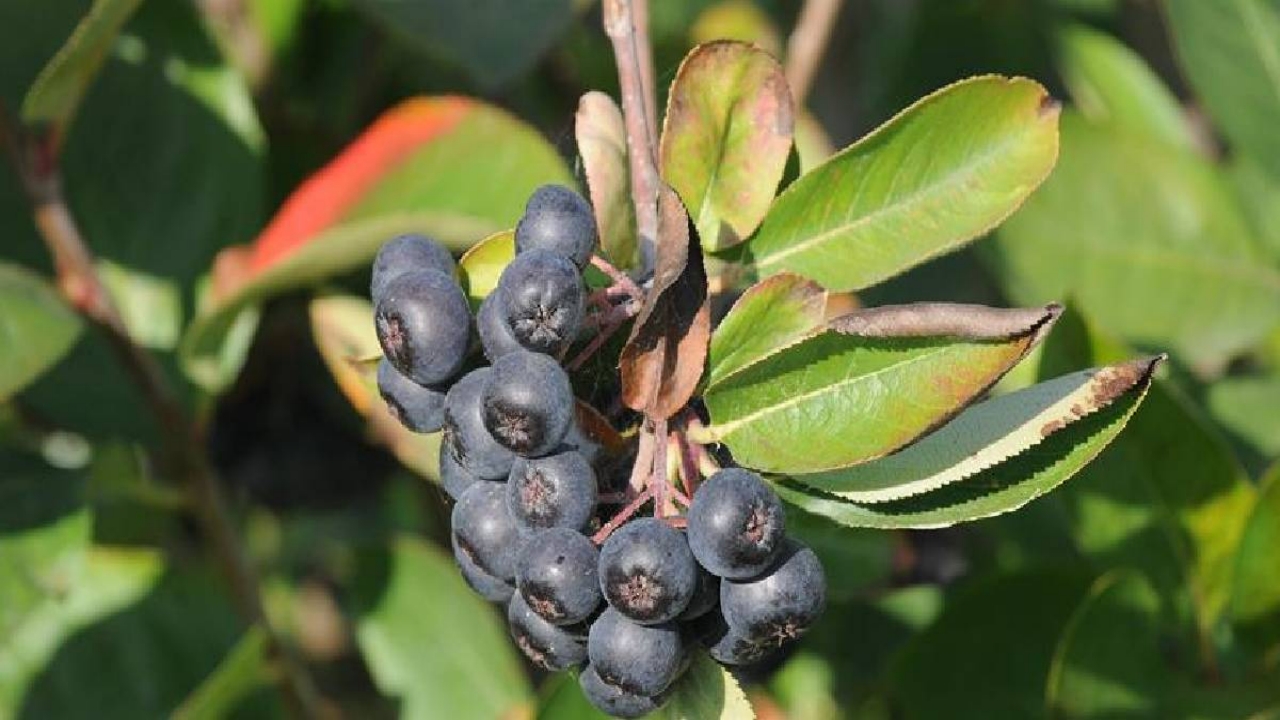 Foto - Kilosu 400 liradan satılıyor, bu yıl 250 ton hasat bekleniyor! Türkiye’de yeni yeni tanınan meyveye yoğun ilgi