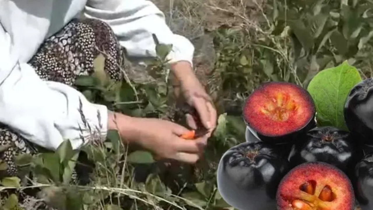 Kilosu 400 liradan satılıyor, bu yıl 250 ton hasat bekleniyor! Türkiye’de yeni yeni tanınan meyveye yoğun ilgi