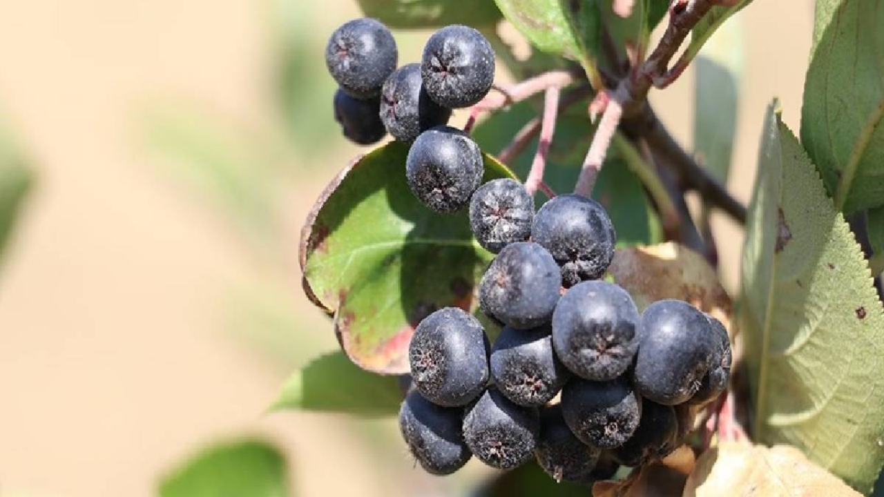 Foto - Kilosu 400 liradan satılıyor, bu yıl 250 ton hasat bekleniyor! Türkiye’de yeni yeni tanınan meyveye yoğun ilgi