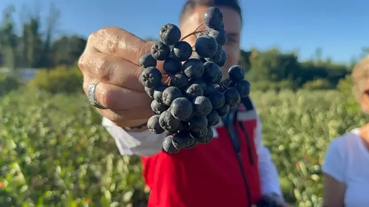 Foto - Kilosu 400 liradan satılıyor, bu yıl 250 ton hasat bekleniyor! Türkiye’de yeni yeni tanınan meyveye yoğun ilgi