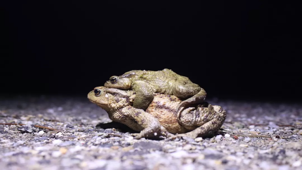 Foto - Kilosu 43 dolar! Türkiye’den çılgınlar gibi onu almaya başladılar! Milyonlarca dolar ödediler