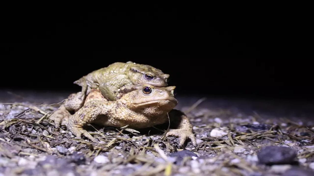 Foto - Kilosu 43 dolar! Türkiye’den çılgınlar gibi onu almaya başladılar! Milyonlarca dolar ödediler