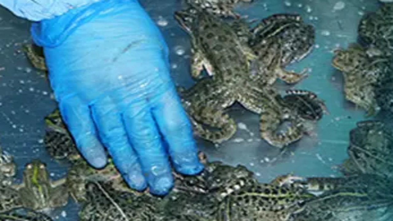 Kilosu 43 dolar! Türkiye’den çılgınlar gibi onu almaya başladılar! Milyonlarca dolar ödediler