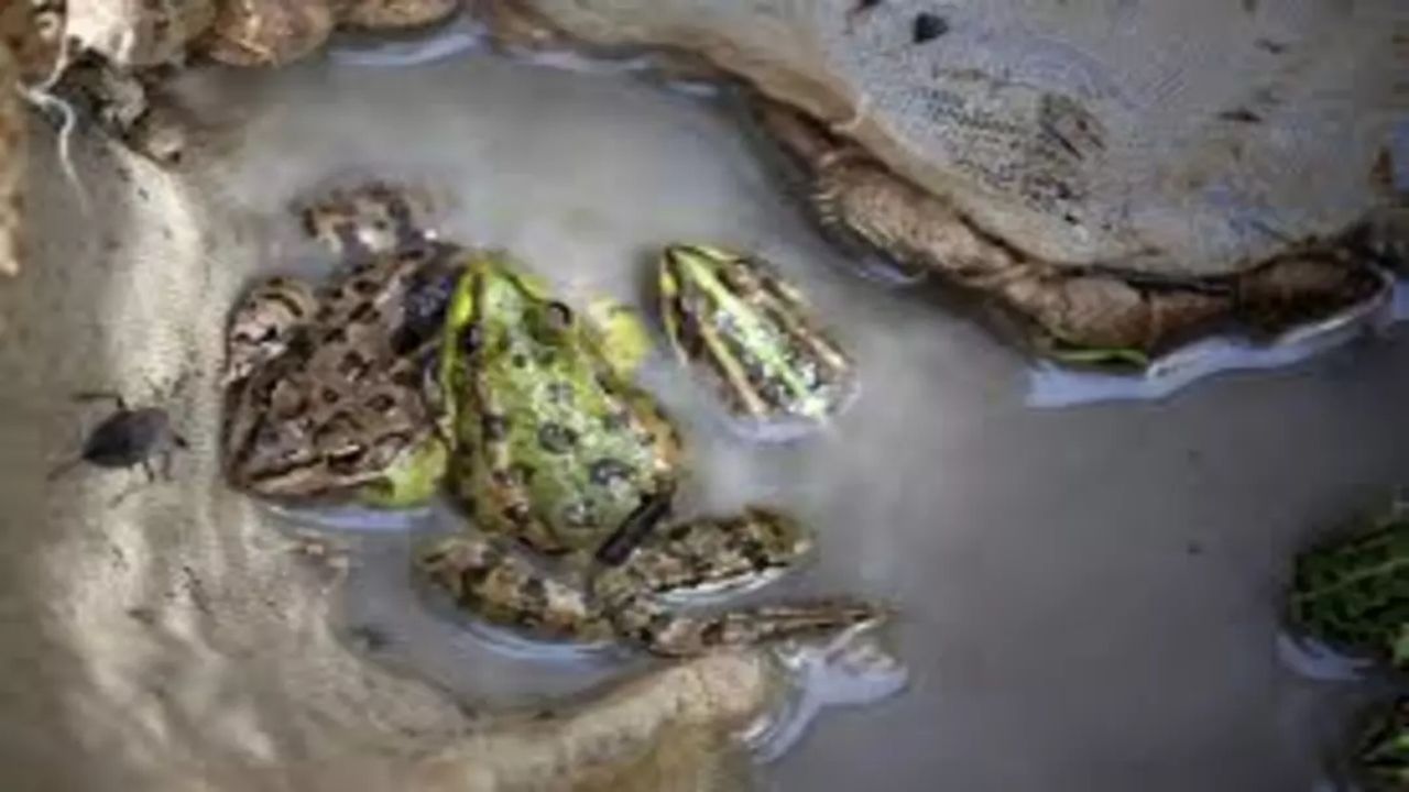 Foto - Kilosu 43 dolar! Türkiye’den çılgınlar gibi onu almaya başladılar! Milyonlarca dolar ödediler