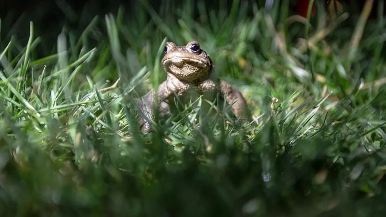 Foto - Kilosu 43 dolar! Türkiye’den çılgınlar gibi onu almaya başladılar! Milyonlarca dolar ödediler