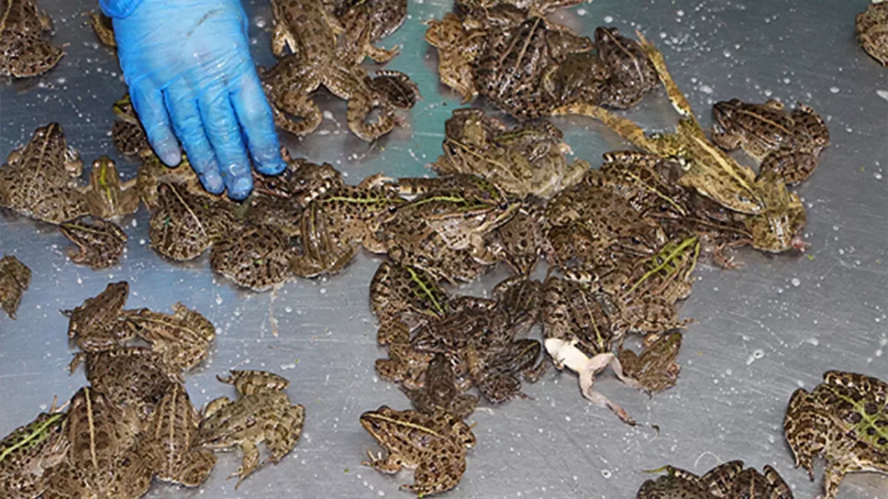 Foto - Kilosu 43 dolar! Türkiye’den çılgınlar gibi onu almaya başladılar! Milyonlarca dolar ödediler